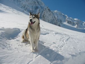 alaskan malamute training