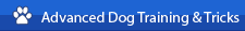  Advanced Dog Training & Tricks