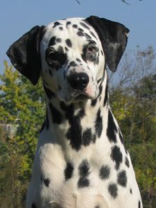 talk to dog
