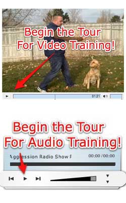 Dog Training Tour 2