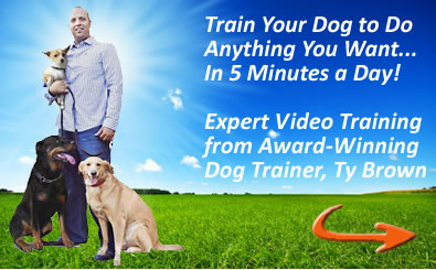 dog-training-videos