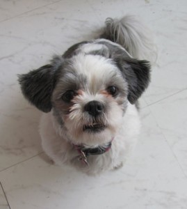 Shih Tzu