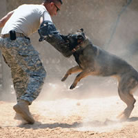 guard dog training