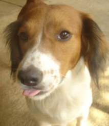 Rescue dog