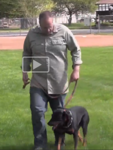 Dog training