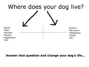 Dog Training Spectrum