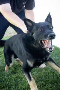 Dog Training